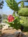 Flora na Kypru (7).JPG